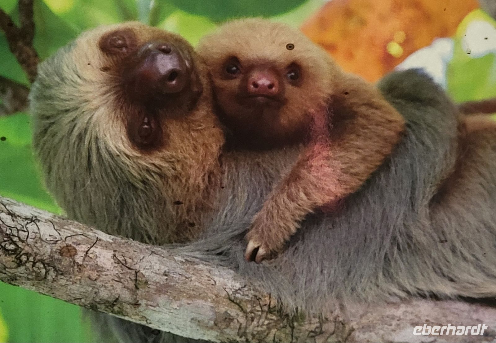 140 Zweifinger Faultier