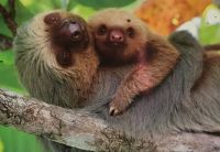 140 Zweifinger Faultier