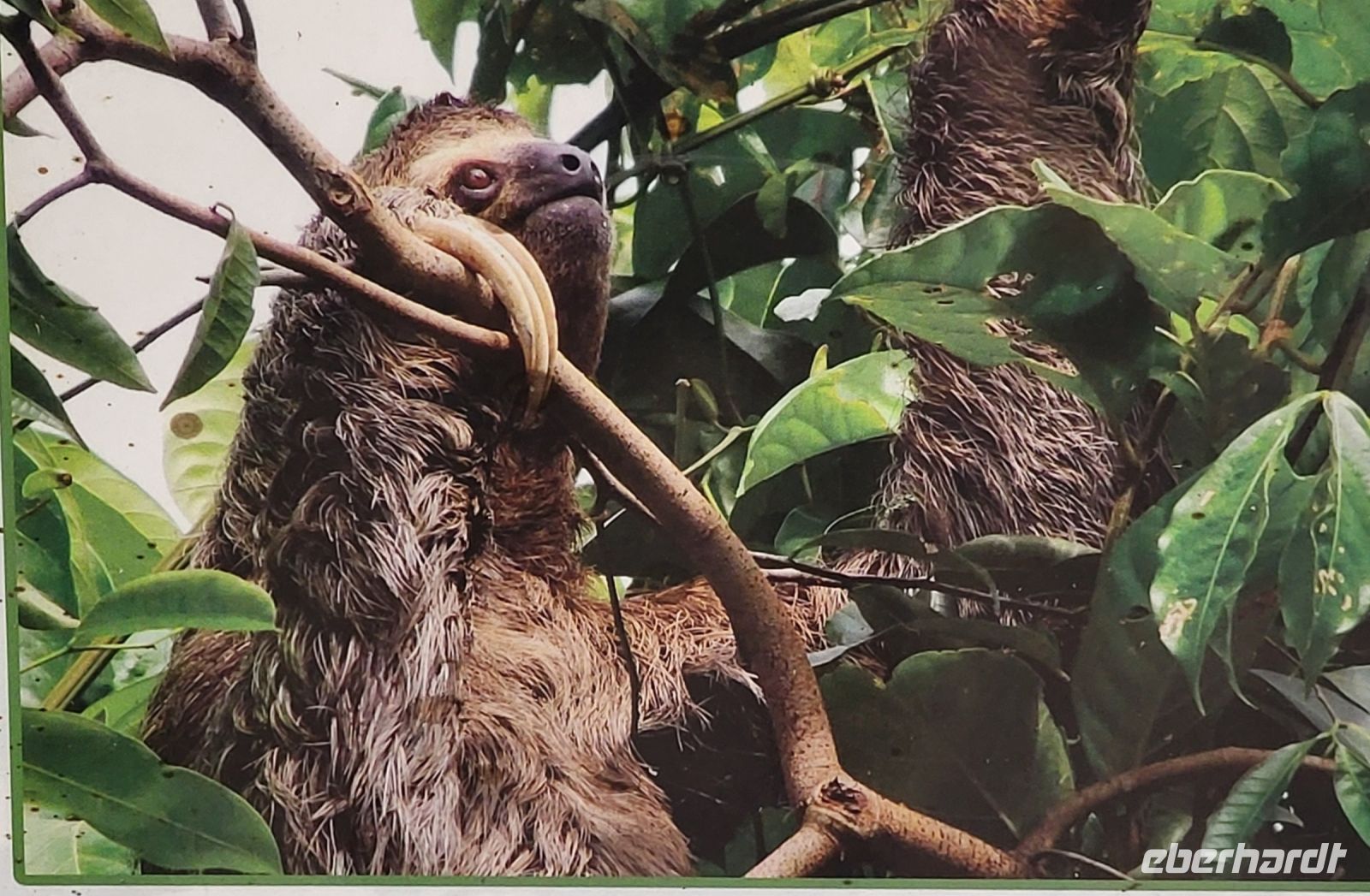 141 Dreifinger Faultier