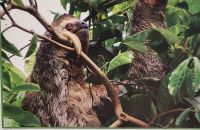 141 Dreifinger Faultier