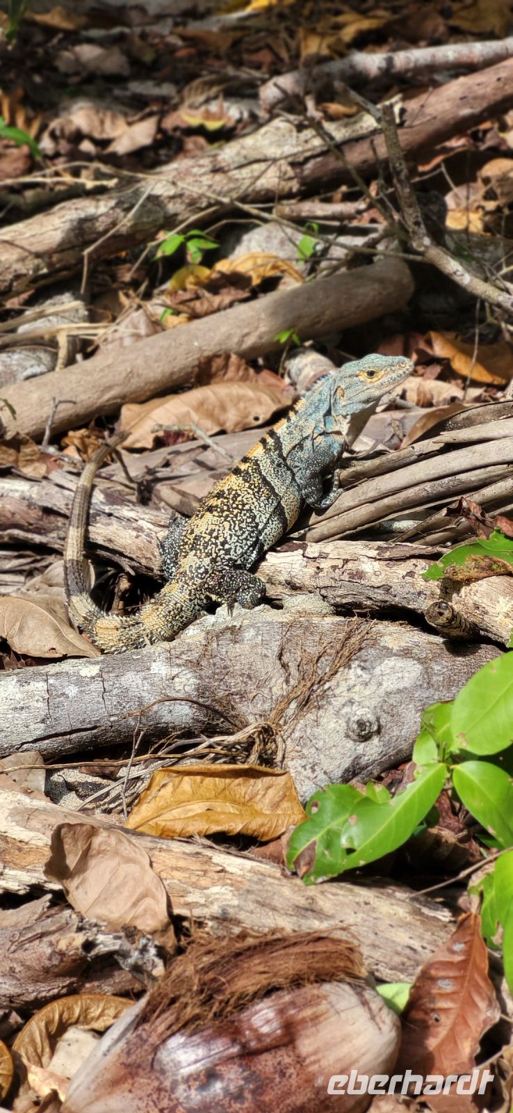 148  Besuch Manuel Antonio Nationalpark