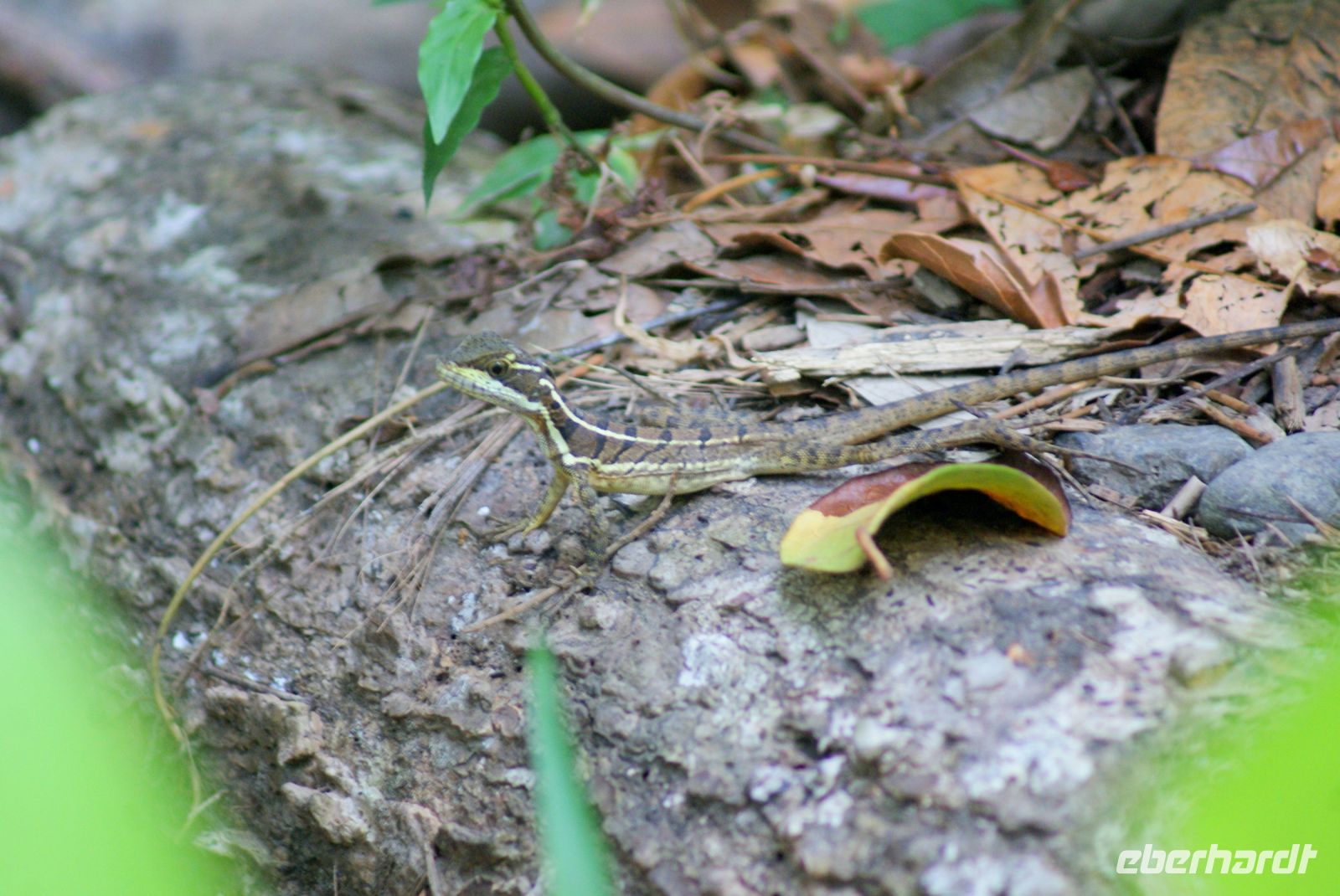 150 Jesus Christus Echse