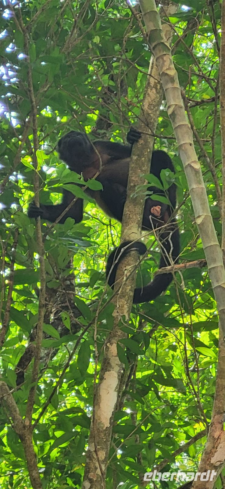 163 Brüllaffen zum Abschied