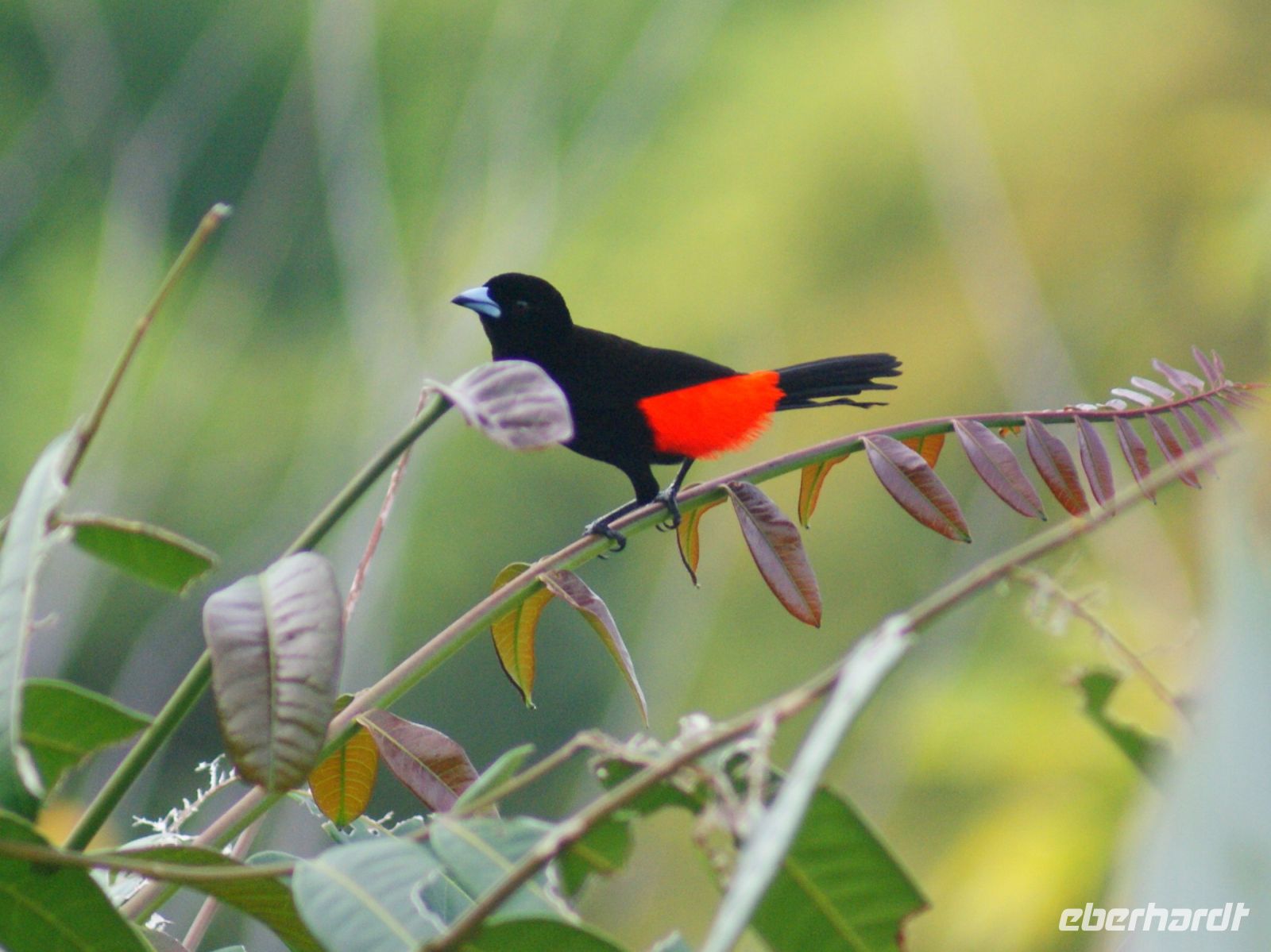 175 Herrliche Vogelwelt Costa Ricas