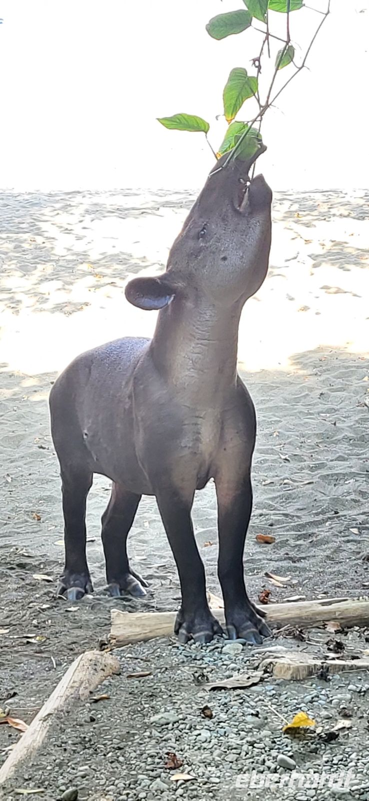 180 Tapir ist verwandt mit Pferd und Nashorn