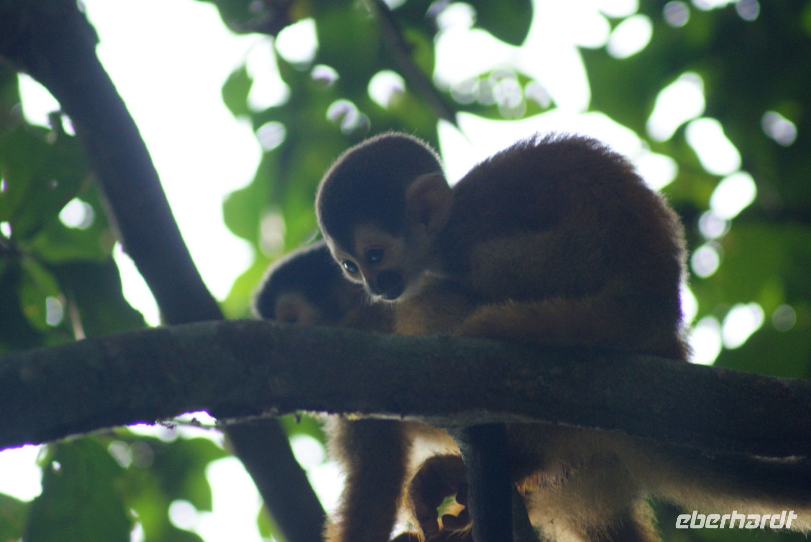 189 Totenkopfäffcjem