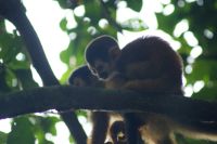 189 Totenkopfäffcjem