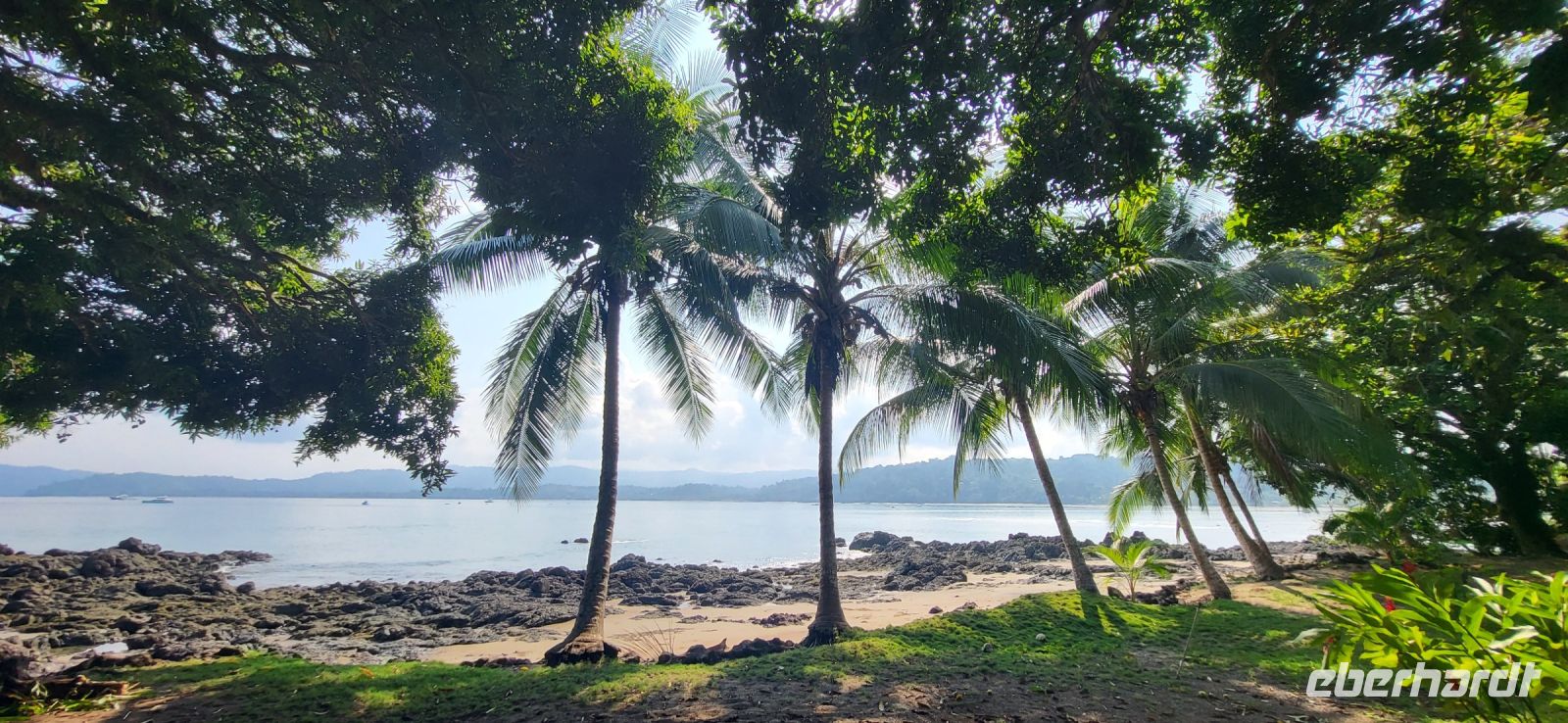 196 Palmen vor der Haustüre