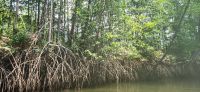 200 Abstecher Richtung Mangroven