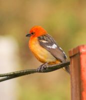 204 Vogelbeobachtung