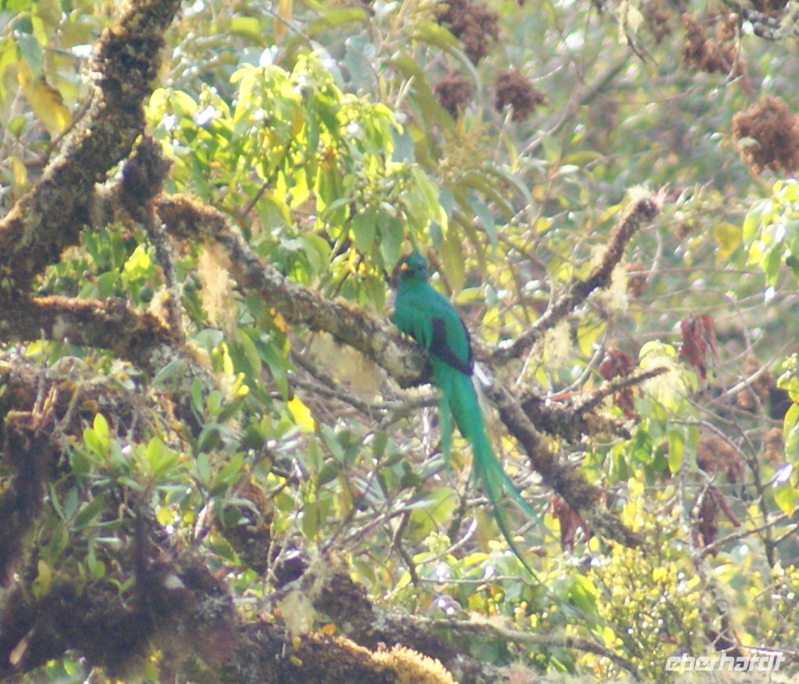 207 Quetzal in der Ferne