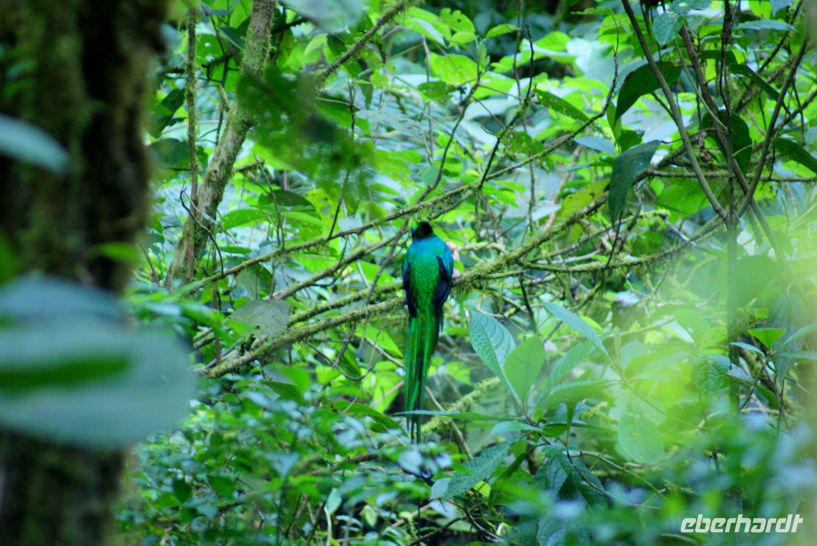 210 Quetzal im Gebüsch