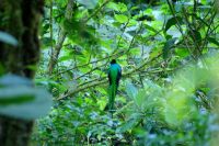 210 Quetzal im Gebüsch