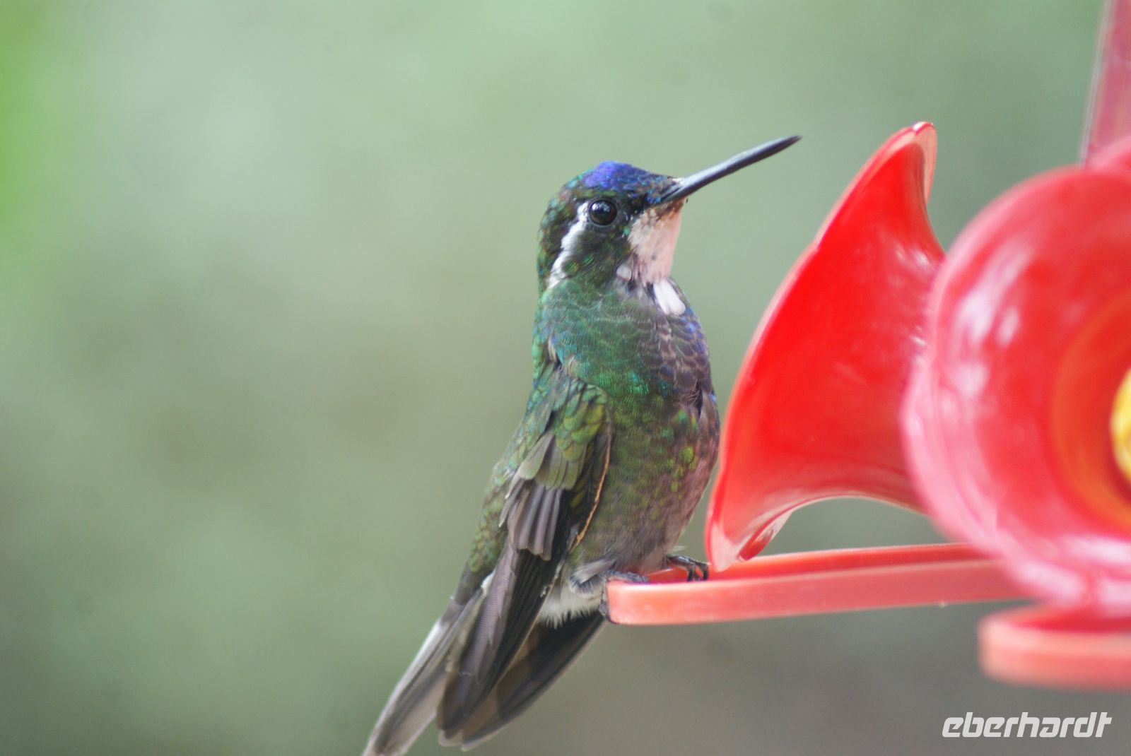 217 Vogelparadies Savegre Tal