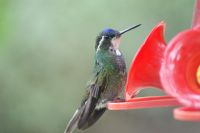 217 Vogelparadies Savegre Tal