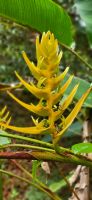 228 exotische Pflanzen am Wegesrand
