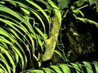 2. Tag – Nachtwanderung zur Froschbeobachtung in La Fortuna