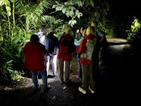 2. Tag – Nachtwanderung zur Froschbeobachtung in La Fortuna