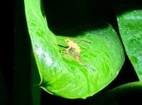 2. Tag – Nachtwanderung zur Froschbeobachtung in La Fortuna – Dink frog (Diasporus diastema)