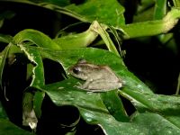 2. Tag – Nachtwanderung zur Froschbeobachtung in La Fortuna – Regenfrosch