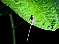 2. Tag – Nachtwanderung zur Froschbeobachtung in La Fortuna – Eidechse