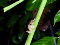 2. Tag – Nachtwanderung zur Froschbeobachtung in La Fortuna – Regenfrosch