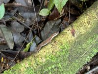 2. Tag – La Fortuna – Auf Faultier-Suche bei La Fortuna – Eidechse