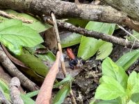 2. Tag – La Fortuna – Auf Faultier-Suche bei La Fortuna – Pfeilgiftfrosch