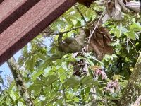 2. Tag – La Fortuna – Dreizehenfaultier neben dem Restaurant