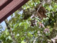 2. Tag – La Fortuna – Dreizehenfaultier neben dem Restaurant