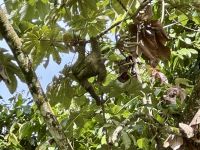 2. Tag – La Fortuna – Dreizehenfaultier neben dem Restaurant