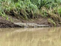 4. Tag – La Fortuna bis Samara – Floating River Tour auf dem Río Corobici – Krokodil