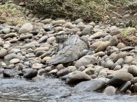 4. Tag – La Fortuna bis Samara – Floating River Tour auf dem Río Corobici – Noch ein Krokodil