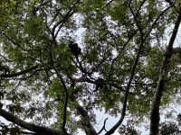 4. Tag – La Fortuna bis Samara – Floating River Tour auf dem Río Corobici – Brüllaffen