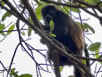 4. Tag – La Fortuna bis Samara – Floating River Tour auf dem Río Corobici – Brüllaffen
