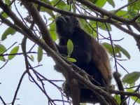 4. Tag – La Fortuna bis Samara – Floating River Tour auf dem Río Corobici – Brüllaffen