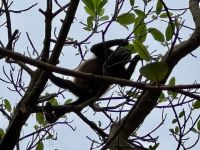 4. Tag – La Fortuna bis Samara – Floating River Tour auf dem Río Corobici – Brüllaffen