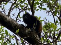 4. Tag – La Fortuna bis Samara – Floating River Tour auf dem Río Corobici – Brüllaffen