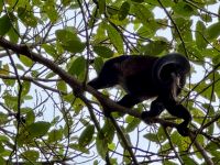 4. Tag – La Fortuna bis Samara – Floating River Tour auf dem Río Corobici – Brüllaffen