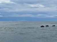 5. Tag – Delfinbeobachtung ab Samara – Schlankdelfine vor Costa Rica