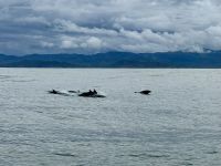 5. Tag – Delfinbeobachtung ab Samara – Schlankdelfine vor Costa Rica