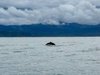 5. Tag – Delfinbeobachtung ab Samara – Schlankdelfine vor Costa Rica