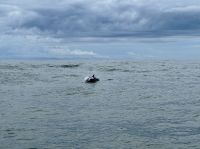 5. Tag – Delfinbeobachtung ab Samara – Schlankdelfine vor Costa Rica