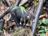 6. Tag – Samara – Wanderung auf dem Werner Sauter Biological Reserve – Ameisenbär