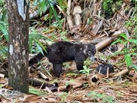 6. Tag – Samara – Wanderung auf dem Werner Sauter Biological Reserve – Ameisenbär
