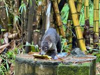 6. Tag – Samara – Wanderung auf dem Werner Sauter Biological Reserve – Ameisenbär