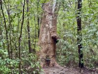 6. Tag – Samara – Wanderung auf dem Werner Sauter Biological Reserve