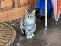 9. Tag – Von Monteverde nach Osa – Wachkatze in Monteverde