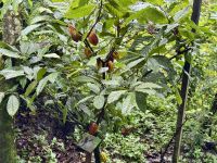 7. Tag – Besuch der Kaffeeplantage Lluvia de Gloria – Kakaobaum