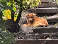 7. Tag – Besuch der Kaffeeplantage Lluvia de Gloria – Süßer Hund